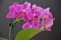 Orchidea