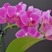 Orchidea