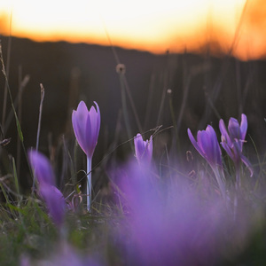Neobyčajná Jesienka obyčajná