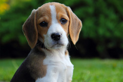 Bigi, The Beagle