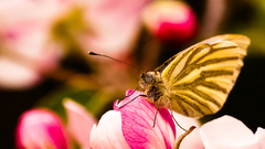 motyl
