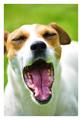 Yawn Please
