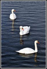 Swan Lake