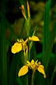Iris pseudacorus