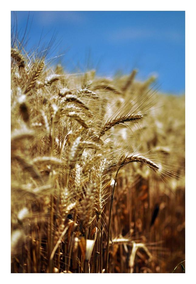 Barley Field