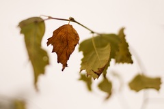 autumn leaves