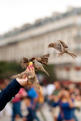 hungry birds