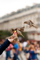 hungry birds