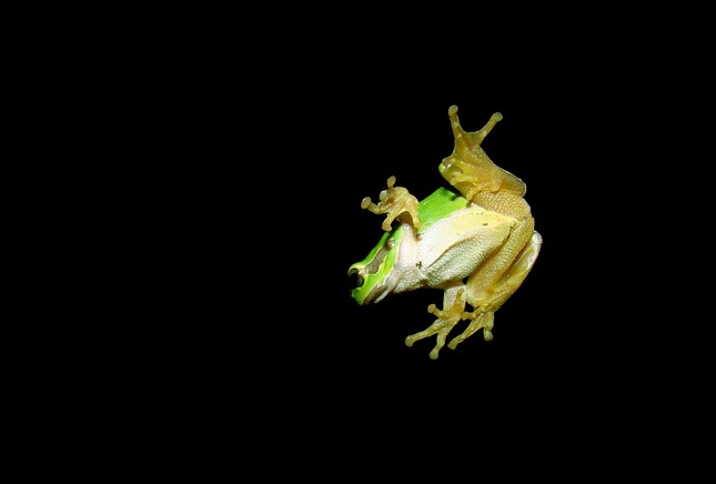 Frog at Night