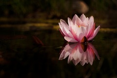 Nymphaea tetragona