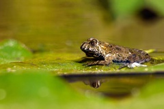 kunka červenobruchá