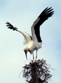 landing