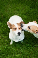 dog kiss