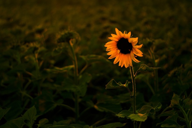 prvá