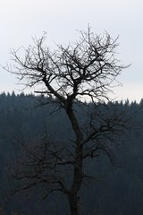 strom