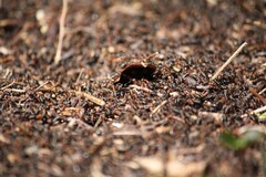 ANTS