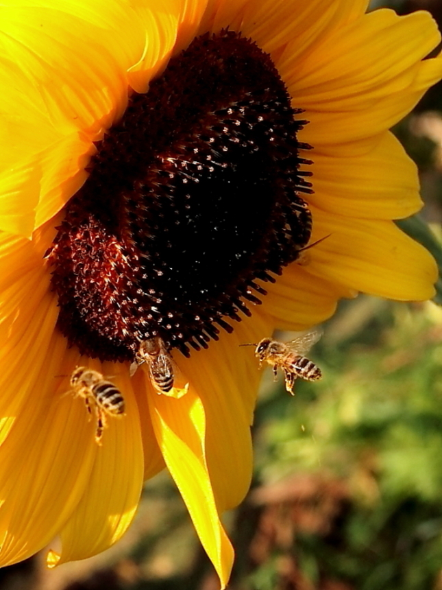 Včielky
