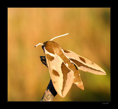 Lišaj mliečnikový (Hyles euphorb