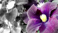 Fialový kvet