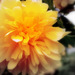 Žltá kvetina