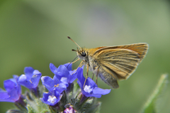 Motyl papa