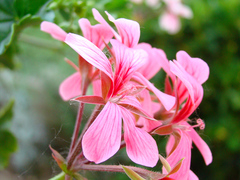 Pink one