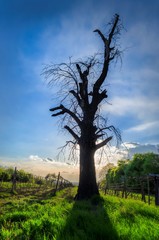 Ent
