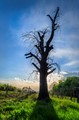Ent