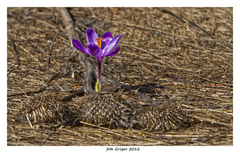 V pichľavom objatí