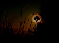 flower sunset