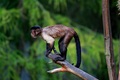 focusing of monkey