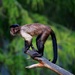 focusing of monkey