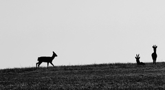 B&W ranná siluetovka
