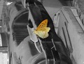 Oranžový motýľ