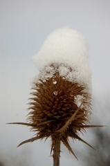 SnowyHat