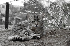 Meow