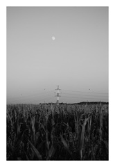 Pole