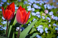 Tulip