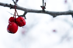 sipky