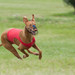 Slovak coursing championship