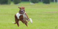 Slovak coursing championship