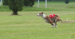 Slovak coursing championship