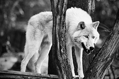 Arctic Wolf (Vlk bezfarebny)
