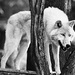 Arctic Wolf (Vlk bezfarebny)