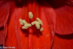 Red power