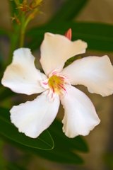 Oleander