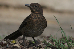 D. trskotavy