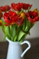 jarné tulipány