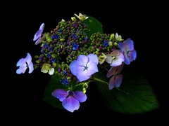 Hortenzia