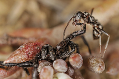 mravec verzus pavúk
